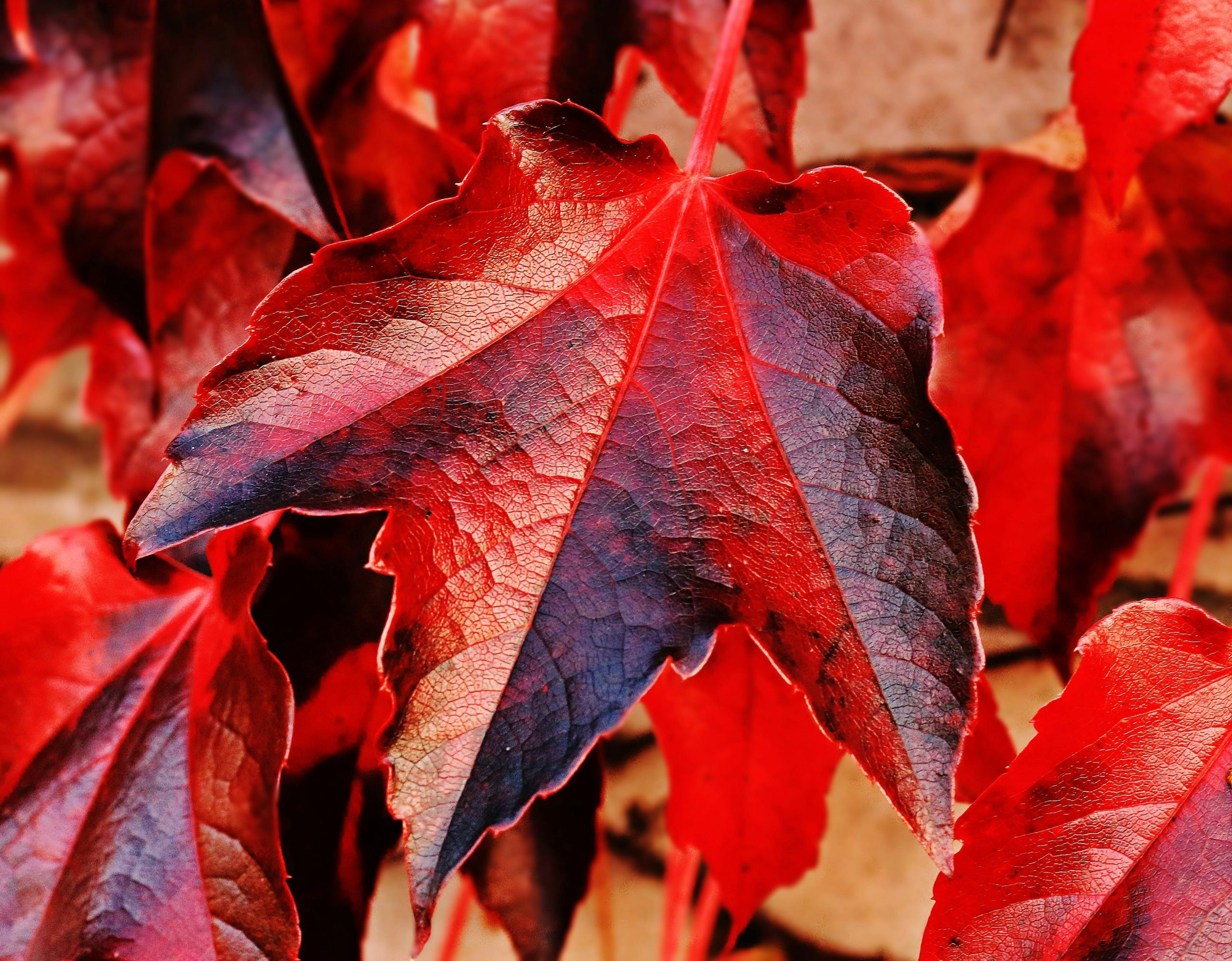 change leaves